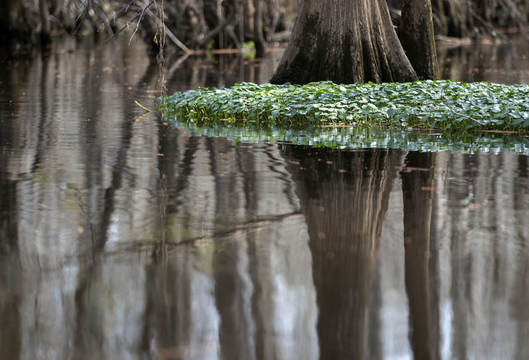 Green growth and Cypress reflection.jpg